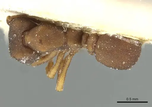 Mycetophylax bruchi specimen CASENT0912499 image casent0912499_1