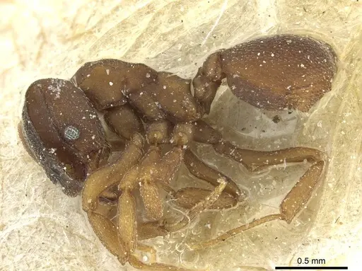 Mycetophylax bruchi specimen CASENT0912499 image casent0912499_3