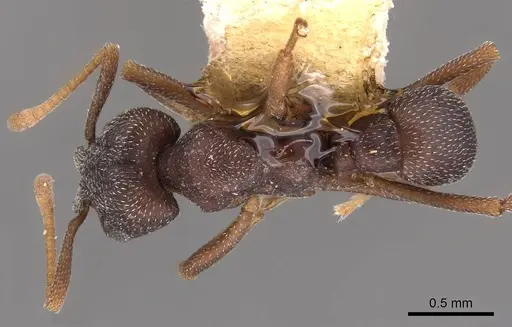 Mycetophylax conformis specimen CASENT0905913 image casent0905913_1