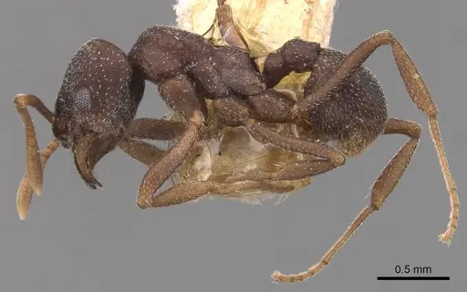 Mycetophylax conformis specimen CASENT0905913 image casent0905913_3