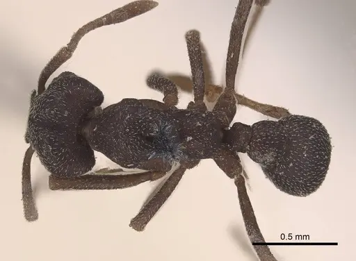 Mycetophylax conformis specimen CASENT0919617 image casent0919617_1