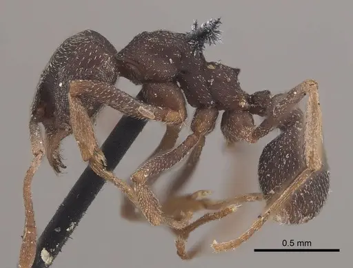 Mycetophylax conformis specimen CASENT0919617 image casent0919617_3