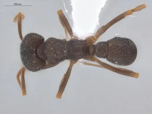 Mycetophylax conformis specimen ECOFOG-BUG-1732-09 image ecofog-bug-1732-09_1