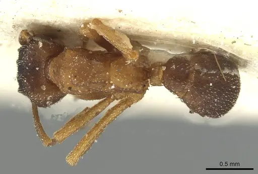 Mycetophylax daguerrei specimen CASENT0912500 image casent0912500_1
