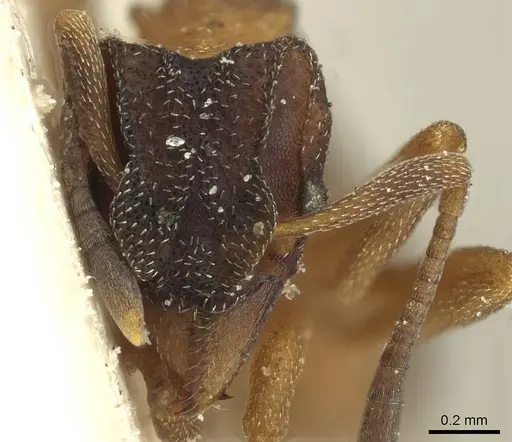Mycetophylax daguerrei specimen CASENT0912500 image casent0912500_2
