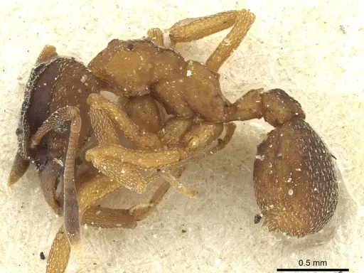Mycetophylax daguerrei specimen CASENT0912500 image casent0912500_3