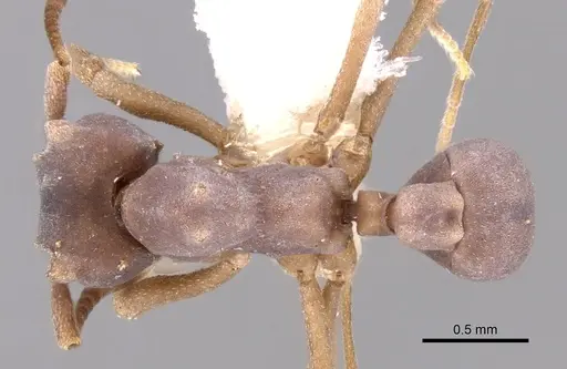 Mycetophylax faunulus specimen CASENT0281763 image casent0281763_1