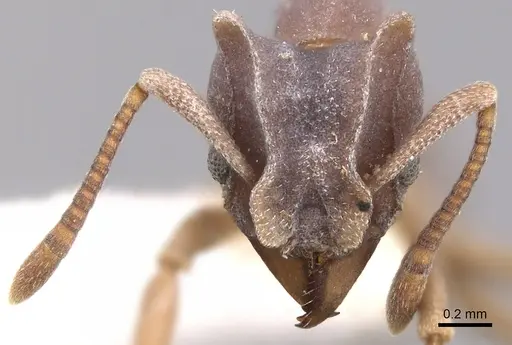 Mycetophylax faunulus specimen CASENT0281763 image casent0281763_2