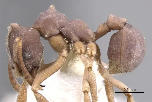 Mycetophylax faunulus specimen CASENT0281763 image casent0281763_3