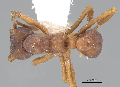 Mycetophylax faunulus specimen CASENT0922142 image casent0922142_1