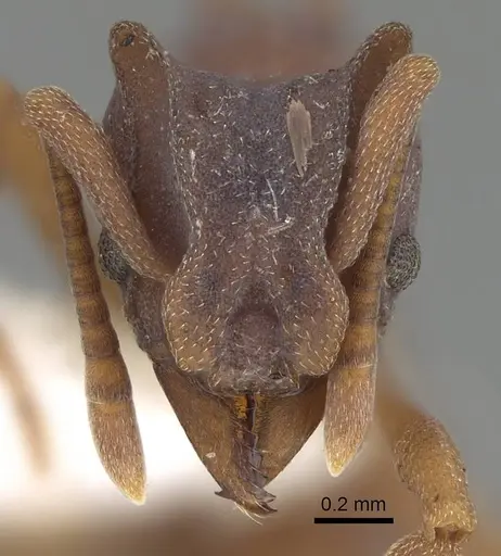 Mycetophylax faunulus specimen CASENT0922142 image casent0922142_2