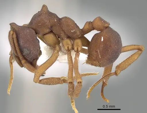 Mycetophylax faunulus specimen CASENT0922142 image casent0922142_3