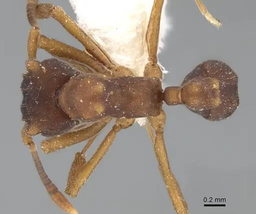 Mycetophylax faunulus specimen CASENT0922143 image casent0922143_1