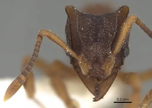 Mycetophylax faunulus specimen CASENT0922143 image casent0922143_2