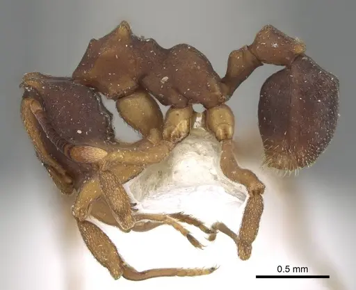 Mycetophylax faunulus specimen CASENT0922143 image casent0922143_3