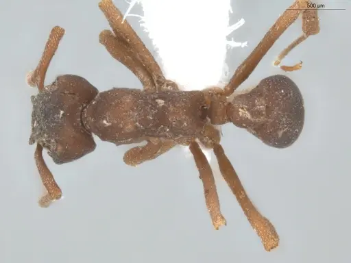 Mycetophylax faunulus specimen ECOFOG-TR17-0199-02 image ecofog-tr17-0199-02_1