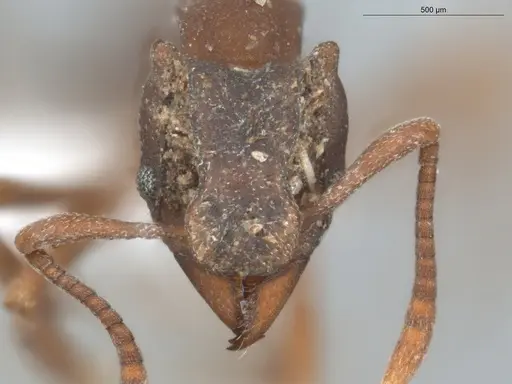 Mycetophylax faunulus specimen ECOFOG-TR17-0199-02 image ecofog-tr17-0199-02_2