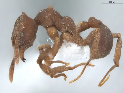 Mycetophylax faunulus specimen ECOFOG-TR17-0199-02 image ecofog-tr17-0199-02_3