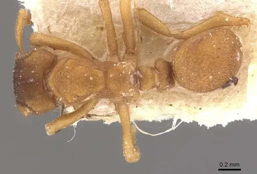 Mycetophylax lectus specimen CASENT0909376 image casent0909376_1