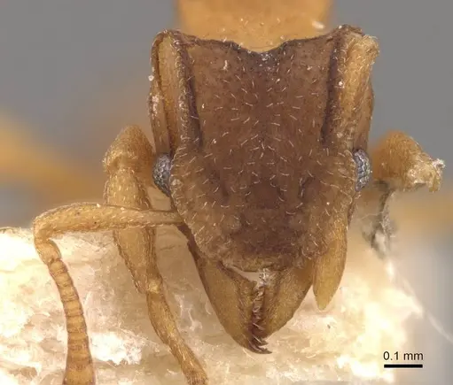 Mycetophylax lectus specimen CASENT0909376 image casent0909376_2