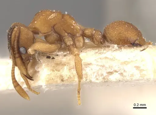 Mycetophylax lectus specimen CASENT0909376 image casent0909376_3