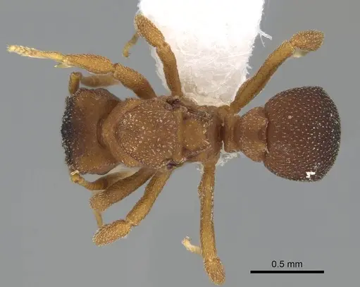 Mycetophylax lectus specimen CASENT0922144 image casent0922144_1