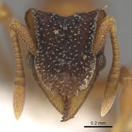 Mycetophylax lectus specimen CASENT0922144 image casent0922144_2