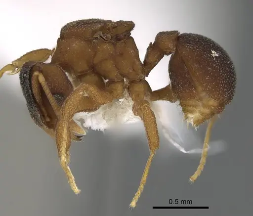 Mycetophylax lectus specimen CASENT0922144 image casent0922144_3