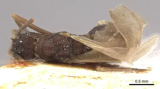 Mycetophylax nemei specimen CASENT0911148 image casent0911148_1