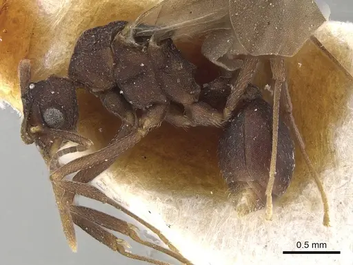 Mycetophylax nemei specimen CASENT0911148 image casent0911148_4