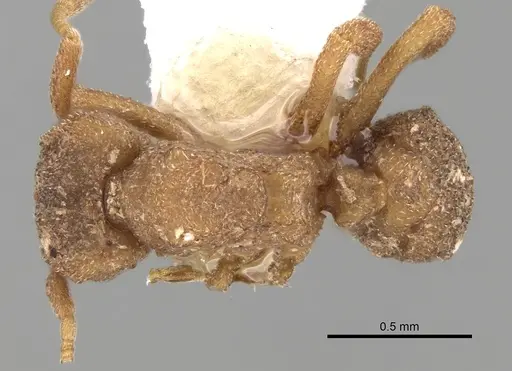 Mycetophylax olitor specimen CASENT0281769 image casent0281769_1