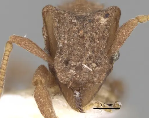 Mycetophylax olitor specimen CASENT0281769 image casent0281769_2