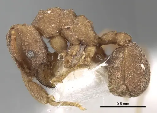 Mycetophylax olitor specimen CASENT0281769 image casent0281769_3