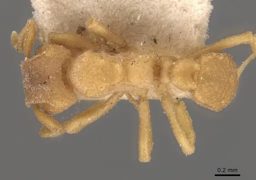 Mycetophylax olitor specimen CASENT0909375 image casent0909375_1