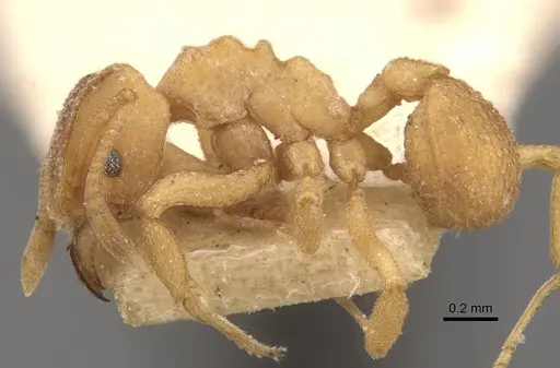 Mycetophylax olitor specimen CASENT0909375 image casent0909375_3