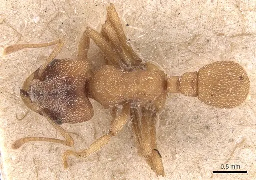 Mycetophylax simplex specimen USNMENT00445505 image usnment00445505_1