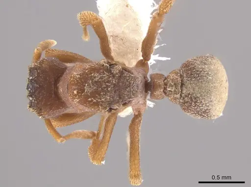 Mycetophylax snellingi specimen CASENT0648805 image casent0648805_1