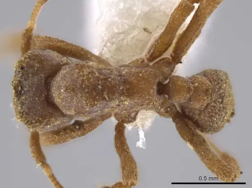Mycetophylax snellingi specimen INB0003679932 image inb0003679932_1