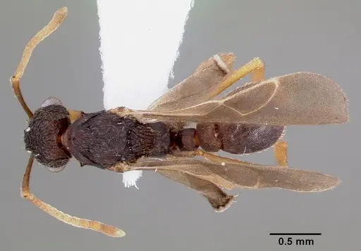 Mycetosoritis hartmanni specimen CASENT0003199 image casent0003199_1