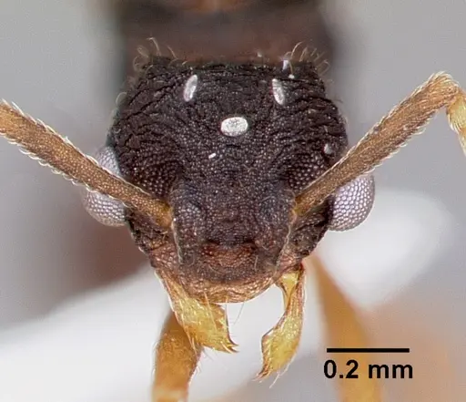 Mycetosoritis hartmanni specimen CASENT0003199 image casent0003199_2
