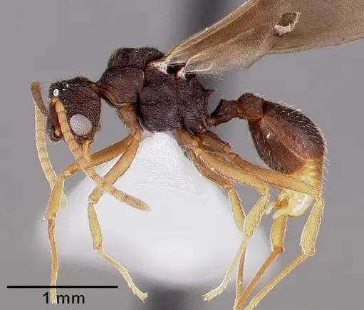 Mycetosoritis hartmanni specimen CASENT0003199 image casent0003199_4