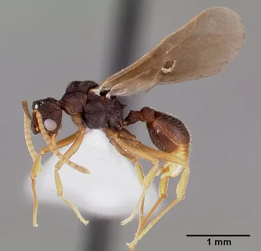 Mycetosoritis hartmanni specimen CASENT0003199 image casent0003199_5