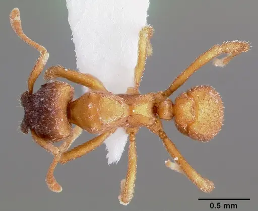 Mycetosoritis hartmanni specimen CASENT0003200 image casent0003200_1