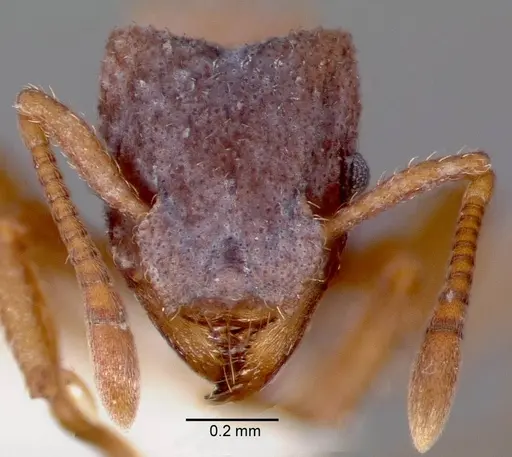 Mycetosoritis hartmanni specimen CASENT0003200 image casent0003200_2