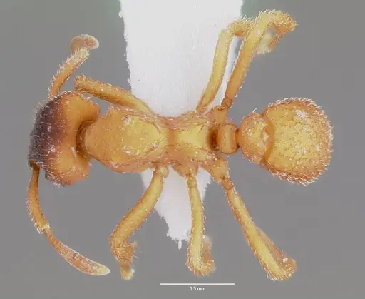 Mycetosoritis hartmanni specimen CASENT0003201 image casent0003201_1