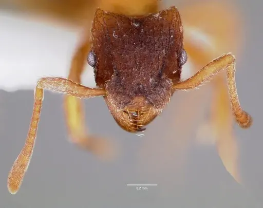 Mycetosoritis hartmanni specimen CASENT0003201 image casent0003201_2