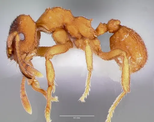 Mycetosoritis hartmanni specimen CASENT0003201 image casent0003201_3