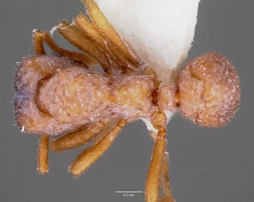 Mycetosoritis hartmanni specimen CASENT0006066 image casent0006066_1