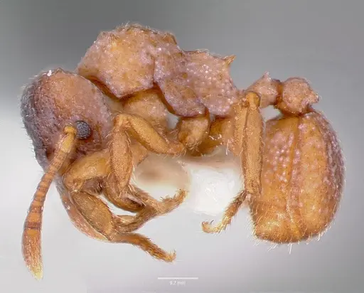 Mycetosoritis hartmanni specimen CASENT0006066 image casent0006066_3