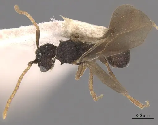 Mycetosoritis hartmanni specimen CASENT0904986 image casent0904986_1